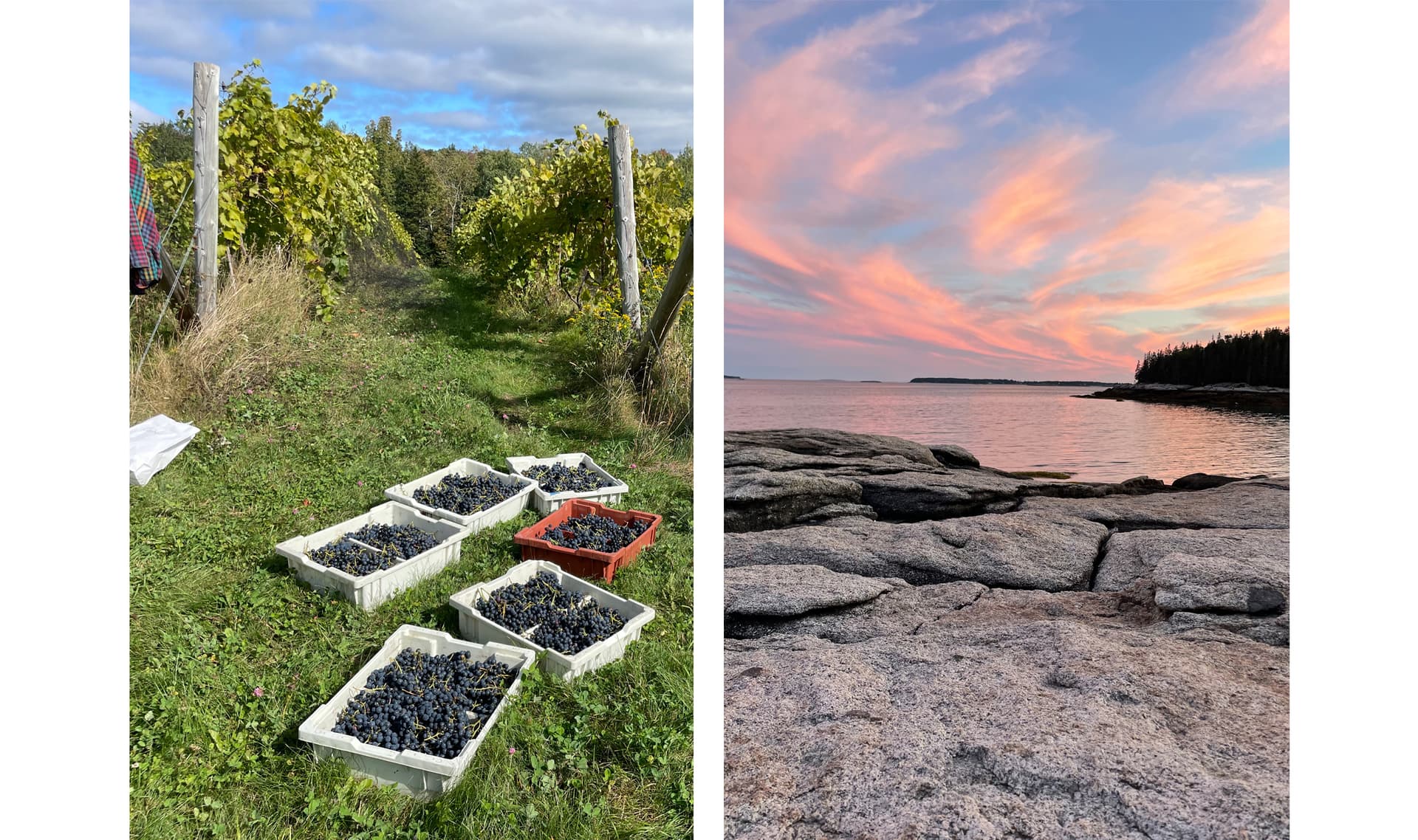 Marjory Sweet Muses 4